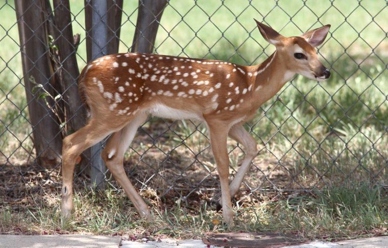 Oh Deer